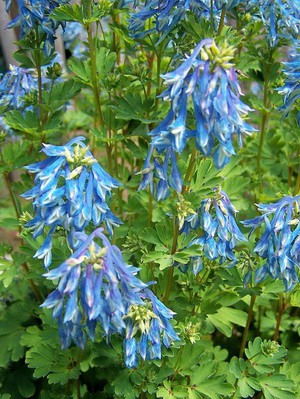 ХОХЛАТКА ВЫСОКАЯ (Corydalis elata) 